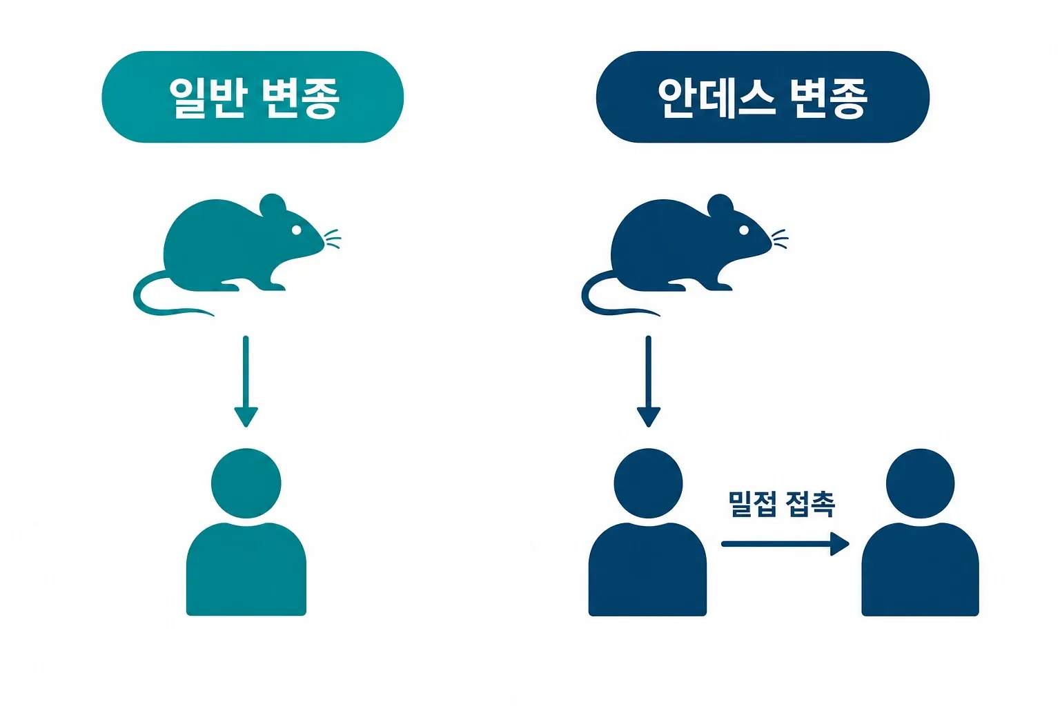 안데스 변종 한타바이러스 전파 경로 비교 인포그래픽