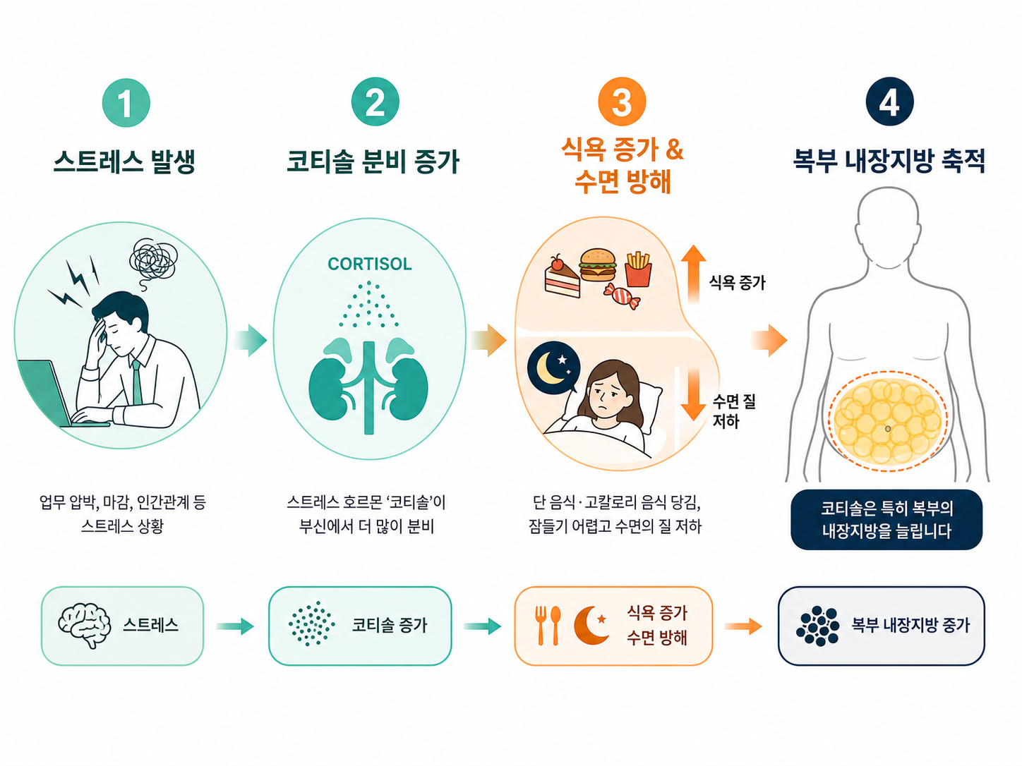 코티솔과 복부지방 흐름도