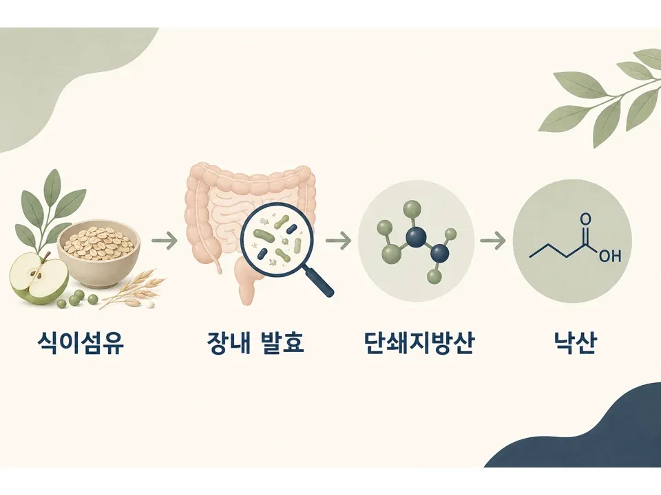 단쇄지방산 낙산 생성 과정
